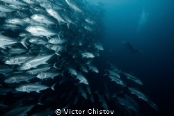Stream
Malpelo
Nikon D700, Nikkor 16-35 (16), 1/200, f/... by Victor Chistov 